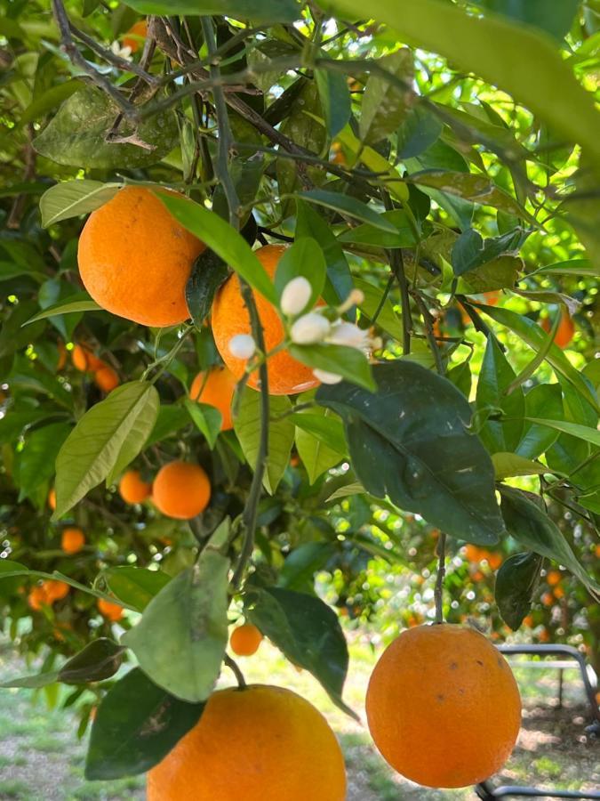 Myland Nature Çıralı Dış mekan fotoğraf